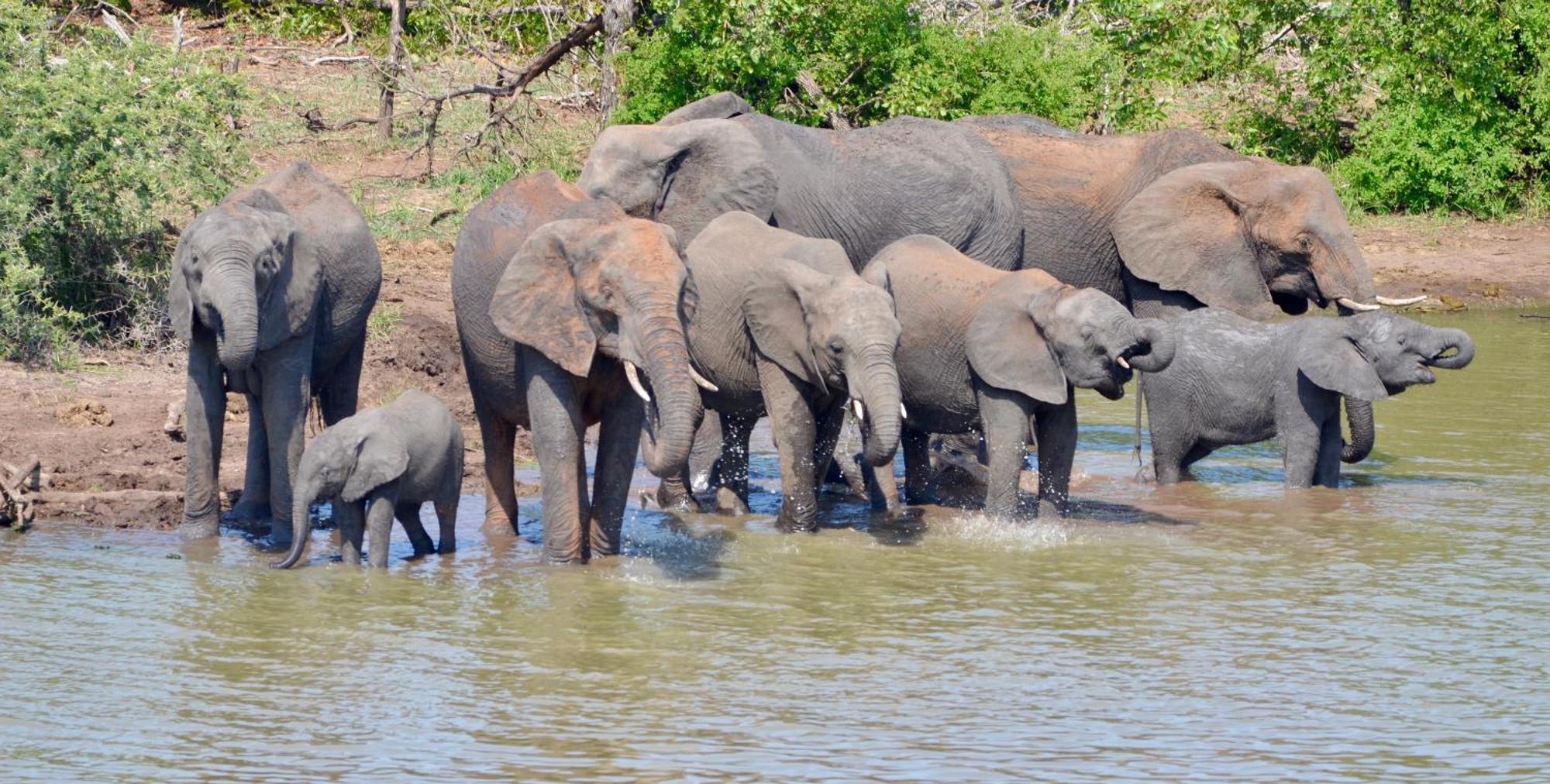 Kholiwe On Kruger Lodge & Safaris Marloth Park Bagian luar foto