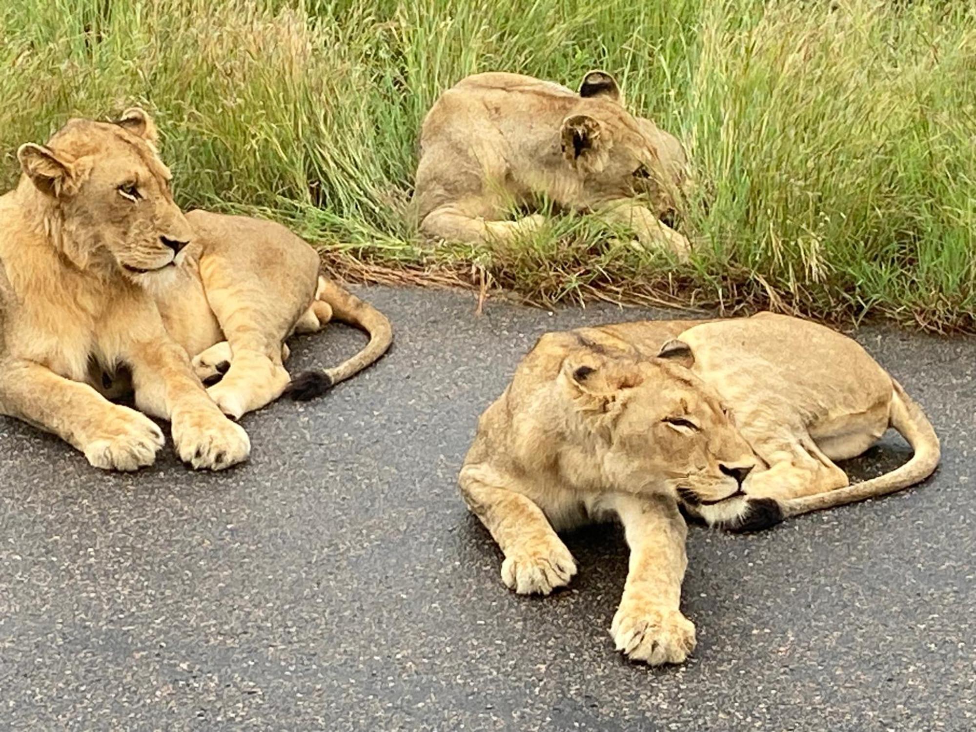 Kholiwe On Kruger Lodge & Safaris Marloth Park Bagian luar foto