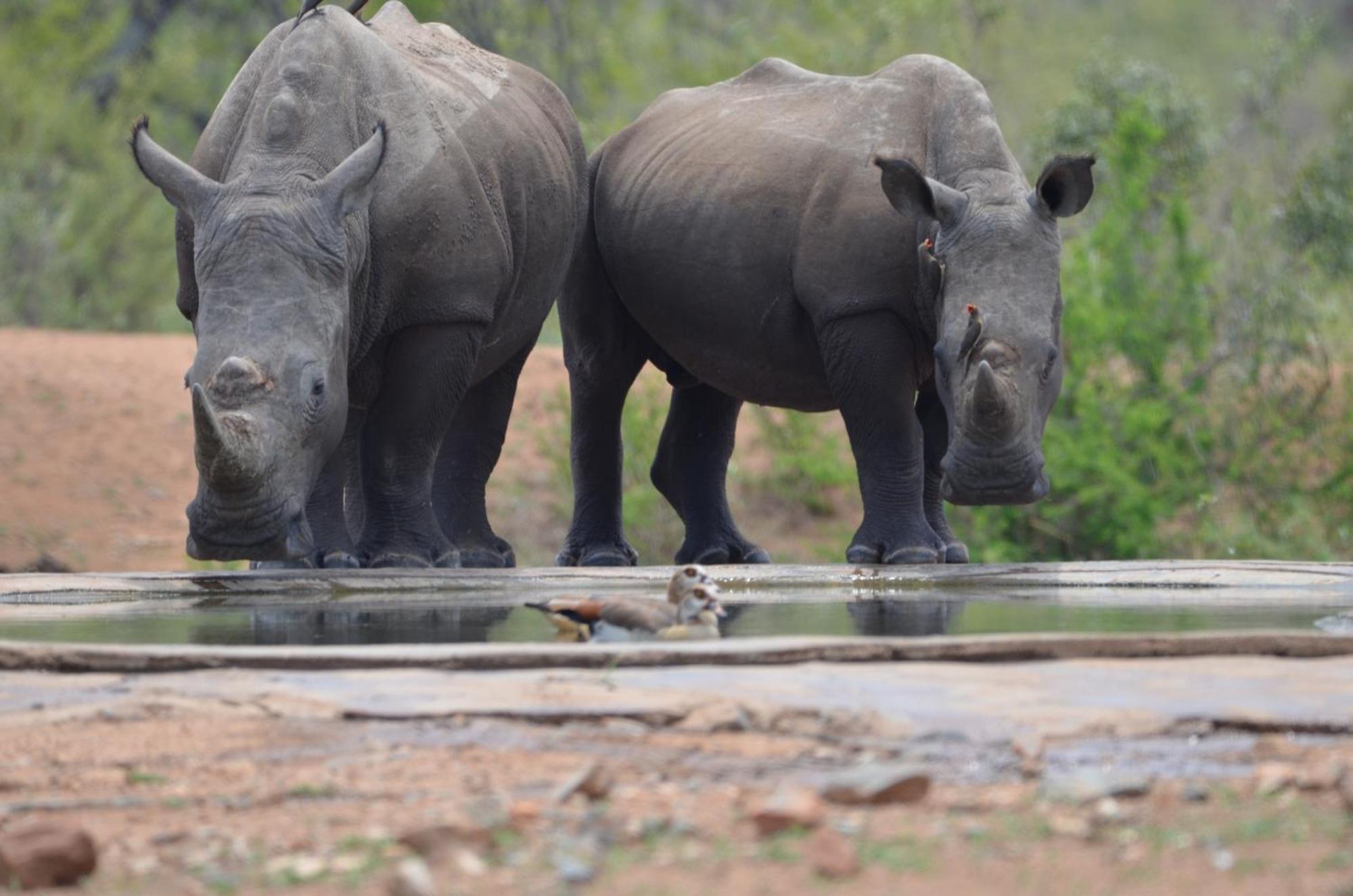 Kholiwe On Kruger Lodge & Safaris Marloth Park Bagian luar foto