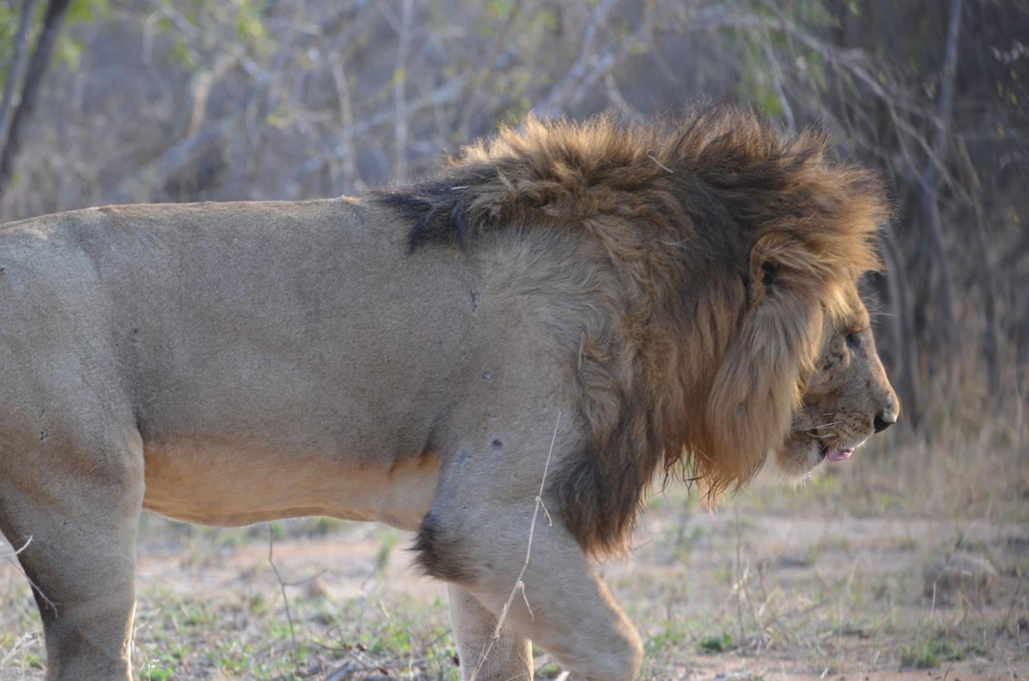 Kholiwe On Kruger Lodge & Safaris Marloth Park Bagian luar foto