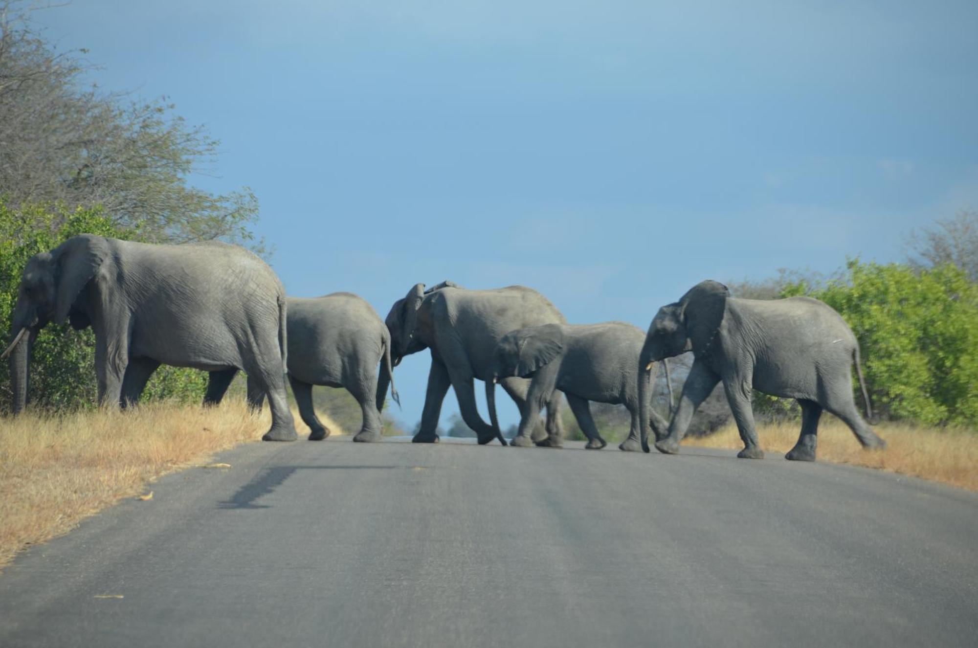 Kholiwe On Kruger Lodge & Safaris Marloth Park Bagian luar foto