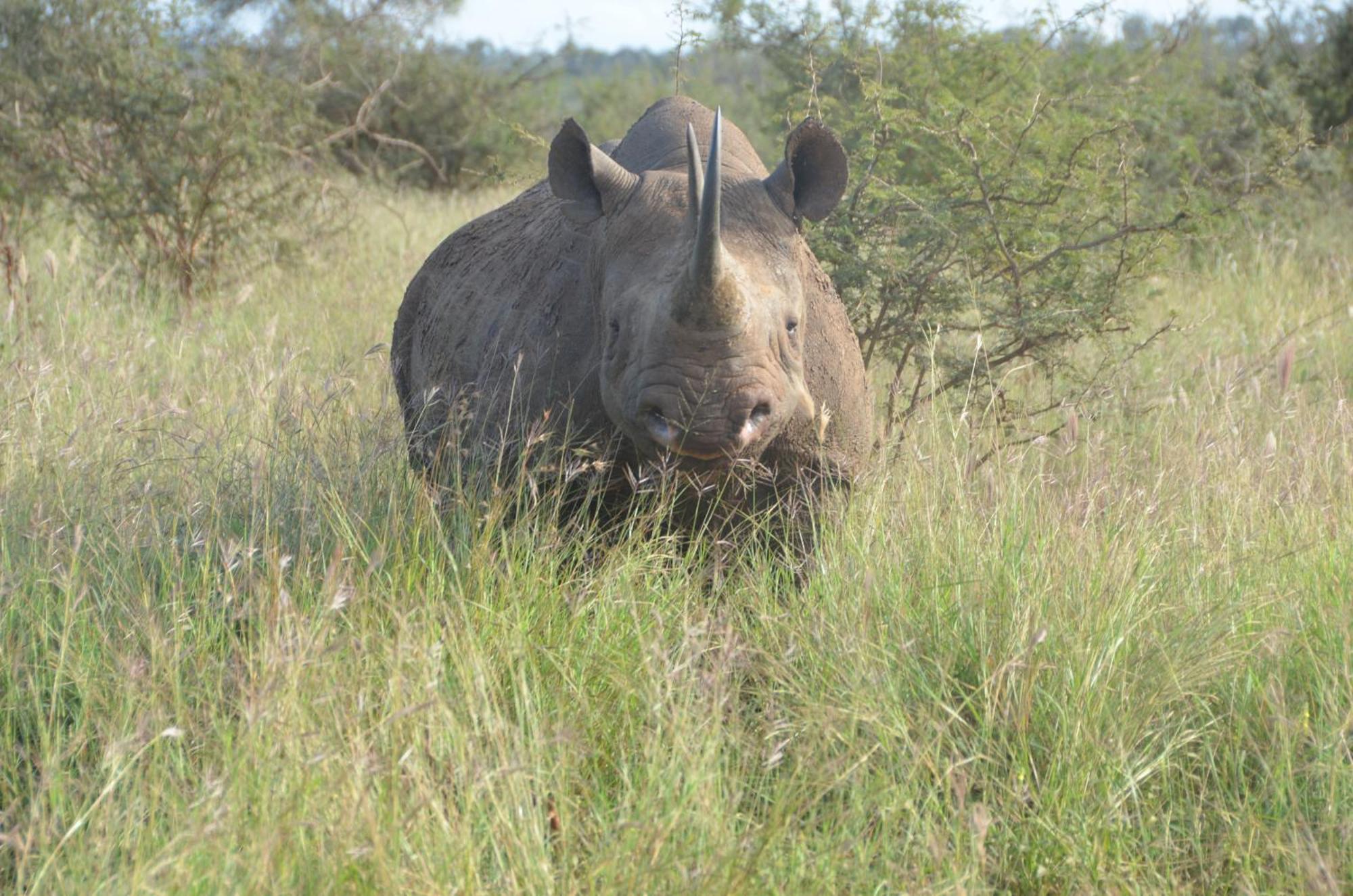 Kholiwe On Kruger Lodge & Safaris Marloth Park Bagian luar foto