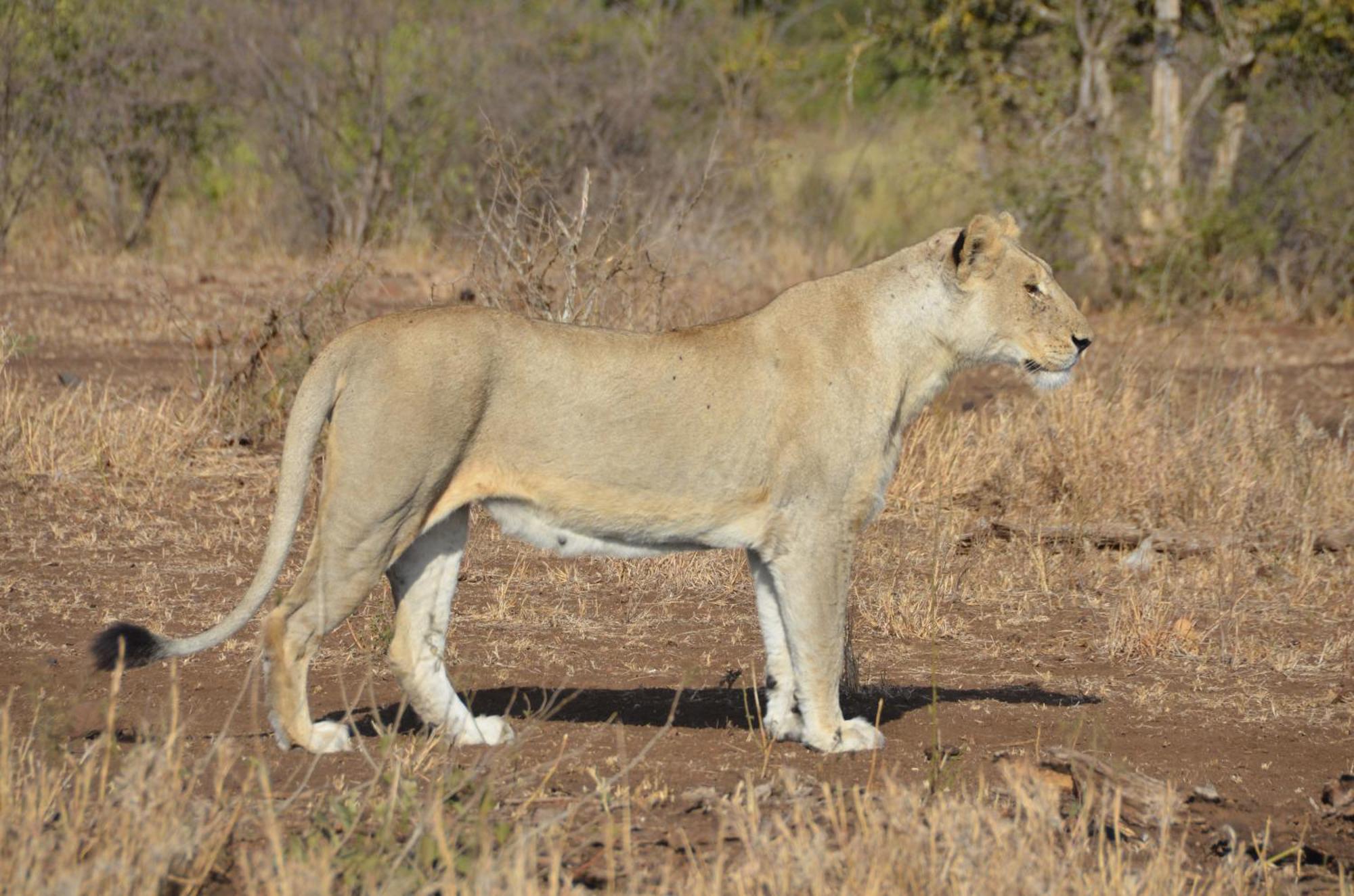 Kholiwe On Kruger Lodge & Safaris Marloth Park Bagian luar foto