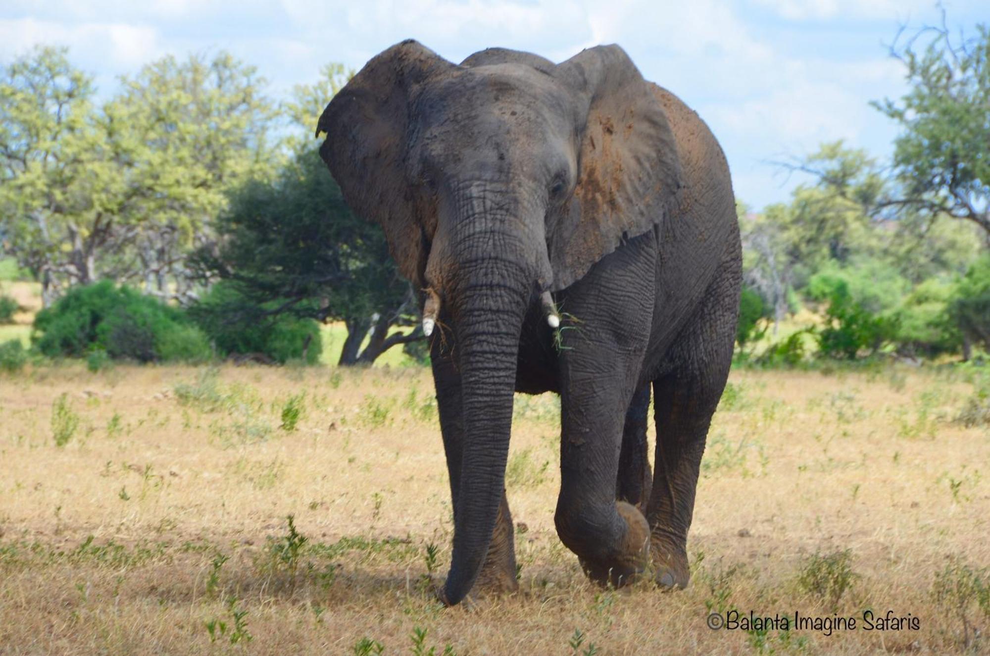 Kholiwe On Kruger Lodge & Safaris Marloth Park Bagian luar foto