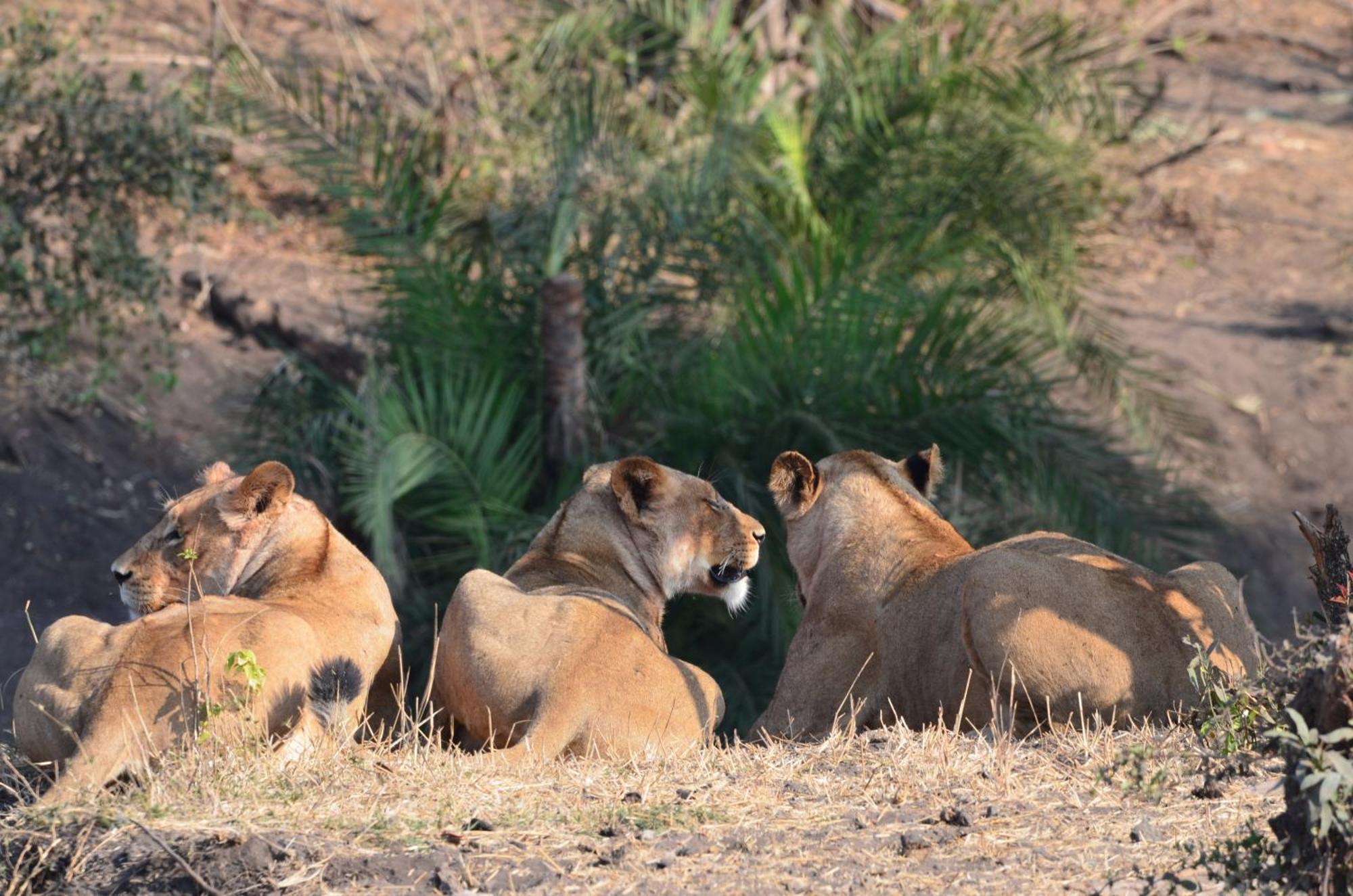 Kholiwe On Kruger Lodge & Safaris Marloth Park Bagian luar foto